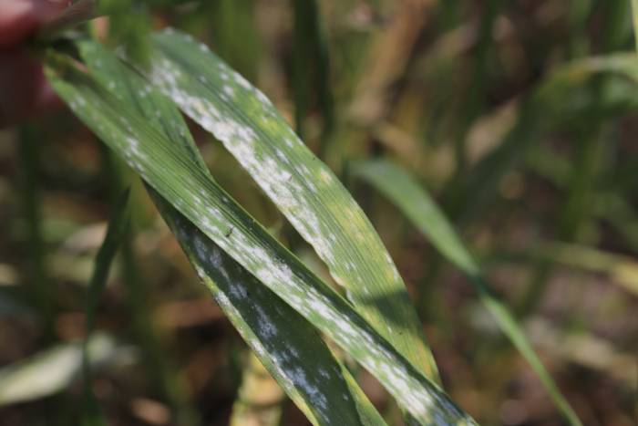 Image of barley fungus